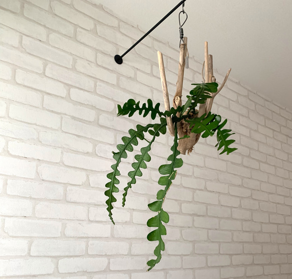 フィッシュボーンカクタス 流木付け 観葉植物 ハンギンググリーン