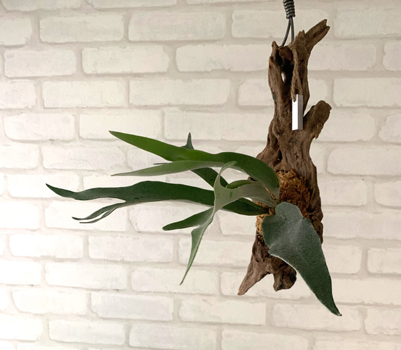 ビカクシダ コウモリラン ベイチー（ビーチー） 流木付け 観葉植物