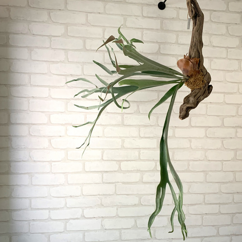 ビカクシダ ビーチー　ベイチー　ウッドボード付き 観葉植物 ベイチーワイルドvp16 from @vandaka_plants 小株の貯水葉が尖っ