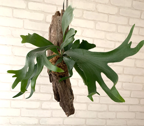 ビカクシダ　コウモリラン　流木付け　観葉植物　ハンギンググリーン  BNMM58 2枚目の画像