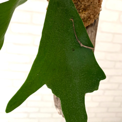 ビカクシダ　コウモリラン　流木付け　観葉植物　ハンギンググリーン  BNMM58 7枚目の画像