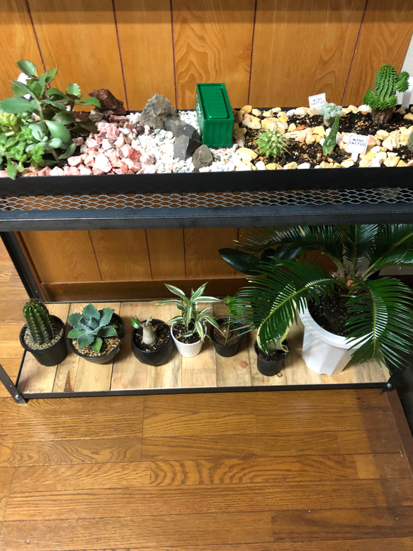 アイアンラック 植物棚 グリーン ボタニカルラック 耐荷重70kg