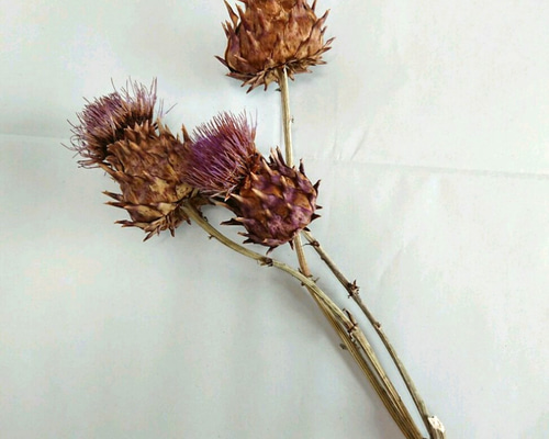 アーティチョーク ドライフラワー 花材 3本セット ドライフラワー