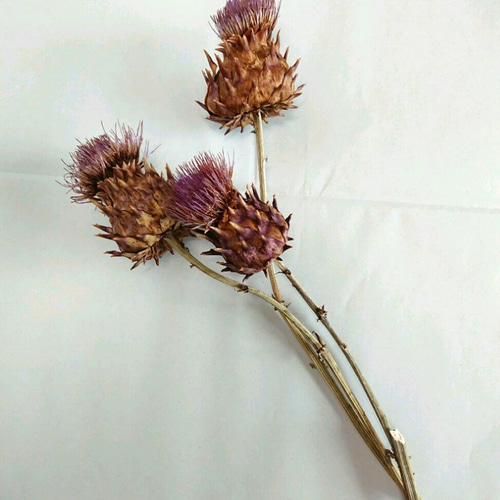 アーティチョーク ドライフラワー 花材 3本セット ドライフラワー