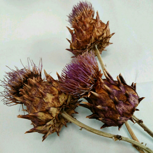 アーティチョーク ドライフラワー 花材 3本セット ドライフラワー