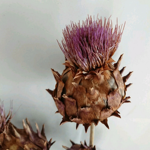 アーティチョーク ドライフラワー 花材 3本セット ドライ