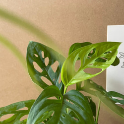|緑の園芸植栽|屋内観葉植物/ドンドンフィロデンドロン5 &quot;セメントポット/登山可能/書き込み可能なグリーティングカー 4枚目の画像