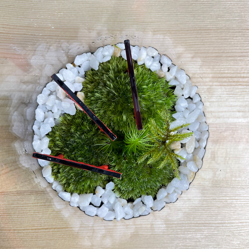 苔テラリウム 千本鳥居 その他インテリア雑貨 GREEN SHOWAR 通販