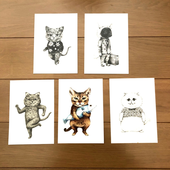 ネコポストカード 愛くるしい猫達 5種セット イラスト Rasa art