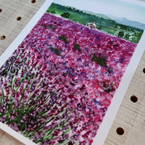 3枚セット, 北海道のラベンダー畑風景 水彩画イラストポストカード