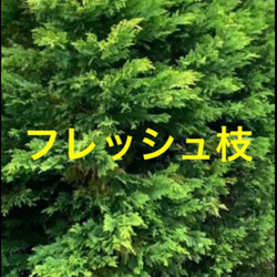 リース/スワッグ/生花、花材、装飾素材、グリーンインテリア、アレンジメントなどに⭐️ゴールドライダー枝 30cm/7本 6枚目の画像