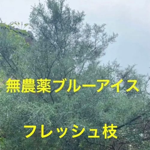 オリーブ、ブルーアイス、ブルーエンジェル、ゴールドライダー枝