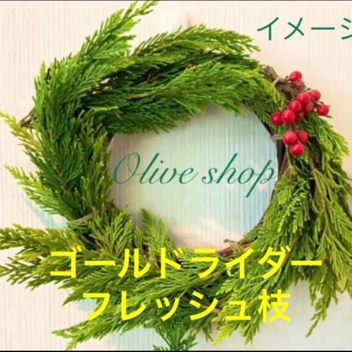 オリーブ、ブルーアイス、ブルーエンジェル、ゴールドライダー枝