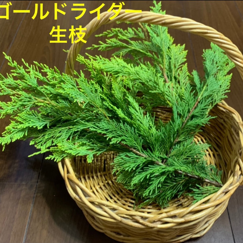 オリーブ、ブルーアイス、ブルーエンジェル、ゴールドライダー枝