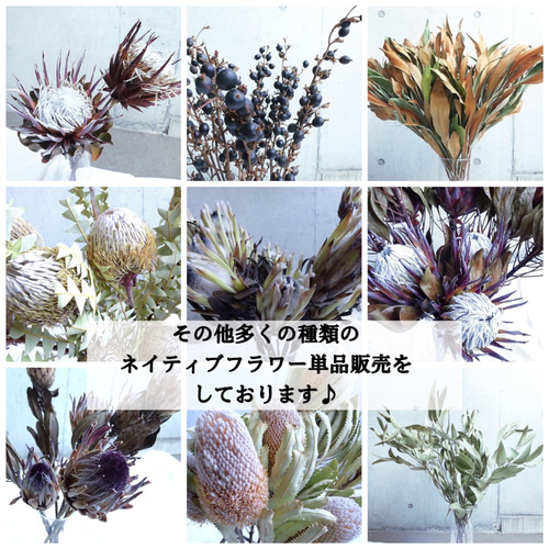 今季収穫【人気】バンクシア(バックステリー) ワイルドフラワー