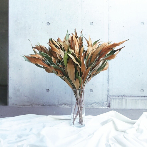 今季収穫【3.4本】グレビレアゴールド ドライフラワー♡海外インテリア