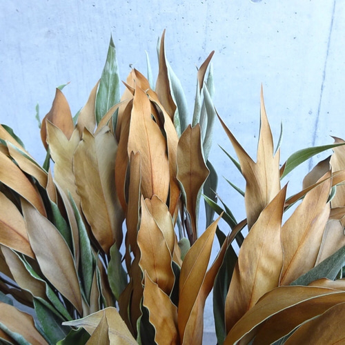 今季収穫【3.4本】グレビレアゴールド ドライフラワー♡海外インテリア