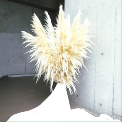 【国産2本】特大サイズ美品パンパスグラス(100〜130㌢)2本セット♡ インテリア ドライフラワー 高品質 2枚目の画像
