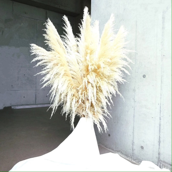 【国産2本】特大サイズ美品パンパスグラス(100〜130㌢)2本セット♡ インテリア ドライフラワー 高品質 2枚目の画像