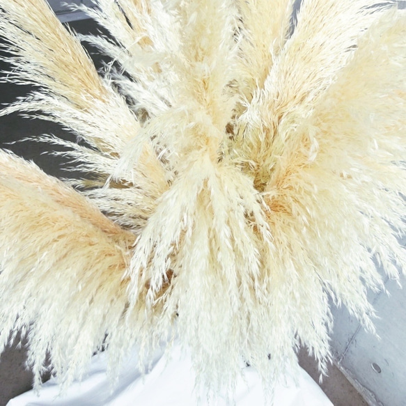 【国産2本】特大サイズ美品パンパスグラス(100〜130㌢)2本セット♡ インテリア ドライフラワー 高品質 3枚目の画像