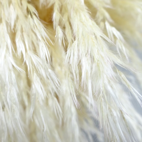 高品質★超特大130㎝　パンパスグラス5本 楽天市場】【破格】国産パンパスグラスSサイズ5本入り