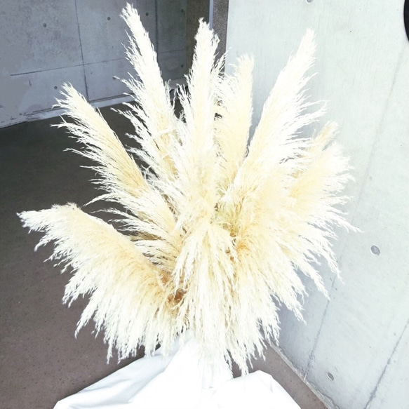 【国産2本】特大サイズ美品パンパスグラス(100〜130㌢)2本セット♡ インテリア ドライフラワー 高品質 5枚目の画像