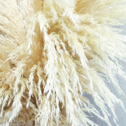 【国産2本】特大サイズ美品パンパスグラス(100〜130㌢)2本セット♡ インテリア ドライフラワー 高品質 6枚目の画像