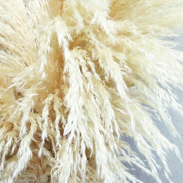 【国産2本】特大サイズ美品パンパスグラス(100〜130㌢)2本セット♡ インテリア ドライフラワー 高品質 6枚目の画像