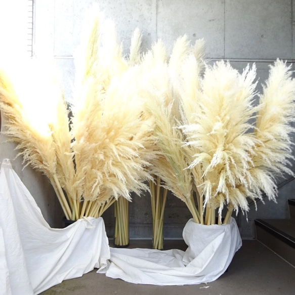 【国産2本】特大サイズ美品パンパスグラス(100〜130㌢)2本セット♡ インテリア ドライフラワー 高品質 7枚目の画像