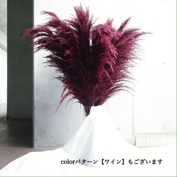 【国産2本】特大サイズ美品パンパスグラス(100〜130㌢)2本セット♡ インテリア ドライフラワー 高品質 9枚目の画像