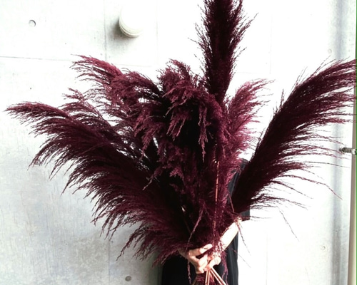 パンパスグラス　３０本 Amazon｜40インチ 30本の茎 天然乾燥パンパスグラス – 背が高く