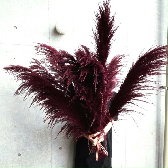 秋色2本】パンパスグラス (色 ワイン) 美品 インテリア ドライフラワー