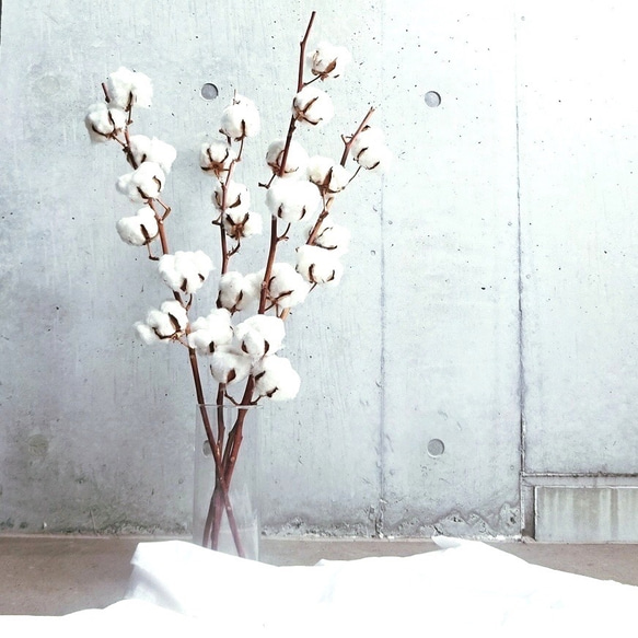 癒しのコットンフラワー♡ インテリア ハロウィン　クリスマス 綿の木　コットン ホワイト花材 1枚目の画像