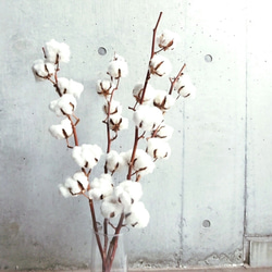 癒しのコットンフラワー♡ インテリア ハロウィン　クリスマス 綿の木　コットン ホワイト花材 2枚目の画像