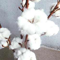 癒しのコットンフラワー♡ インテリア ハロウィン　クリスマス 綿の木　コットン ホワイト花材 3枚目の画像