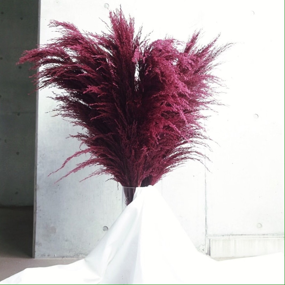 秋色5本】癒しのパンパスグラス (色:ワイン) 花材 ドライフラワー