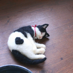 和カップ猫　のり♥　 1枚目の画像
