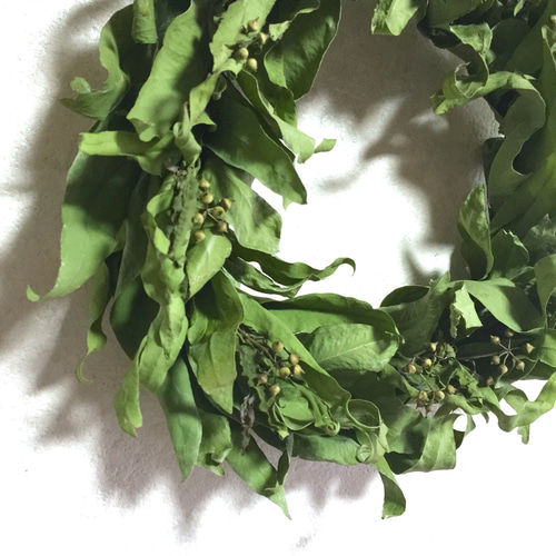 再販】実付きのユーカリ(レモンユーカリ)のリース〔L〕 リース SOPO