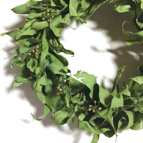 再販】実付きのユーカリ(レモンユーカリ)のリース〔L〕 リース SOPO