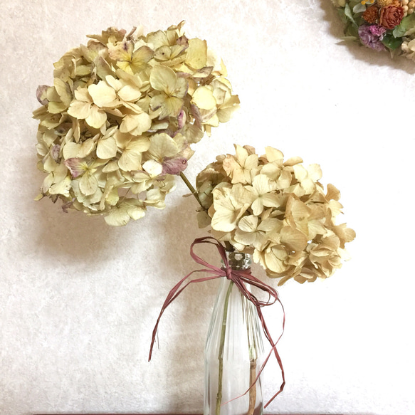 【再販、受注制作】L./Mヘッドの茎付きナチュラル&アンティーク紫陽花のドライフラワー2本 3枚目の画像