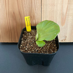 【現物出品・レア種超超超特大株】ビカクシダ・フーンシキ　親株・大株 P.Foong Siqi』 やっぱりカッコイイ！ フーンシキ。 関東最大級