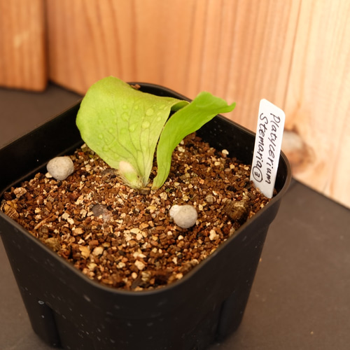 ビカクシダ ステマリア | Platycerium stemaria