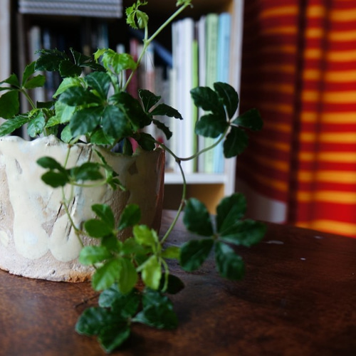 CZ メセカ 哲学者 CZ 10周年 メセカ 哲学者 哲学 (@Tetsugaku) / X