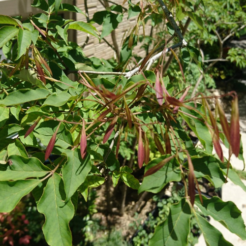 【いした】 アオダモ 種　1000粒以上 アオダモの種子 1000粒 以上 レアなアオダモ種子（50粒）日本で減少し