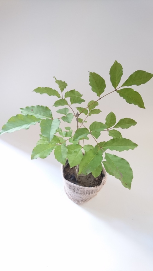 レアなアオダモ種子（100粒）日本で減少している雑木の珍しい種子です 2枚目の画像