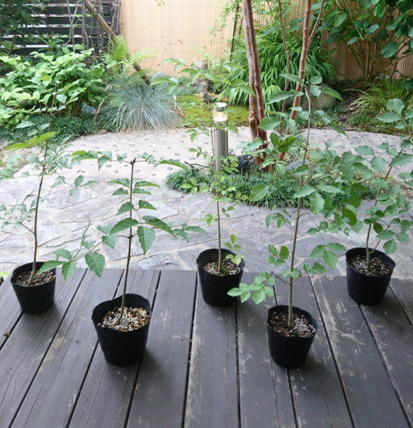 レアなアオダモ種子（100粒）日本で減少している雑木の珍しい種子です 4枚目の画像