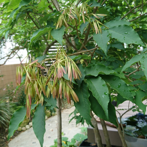 アオダモの種子 1000粒 以上