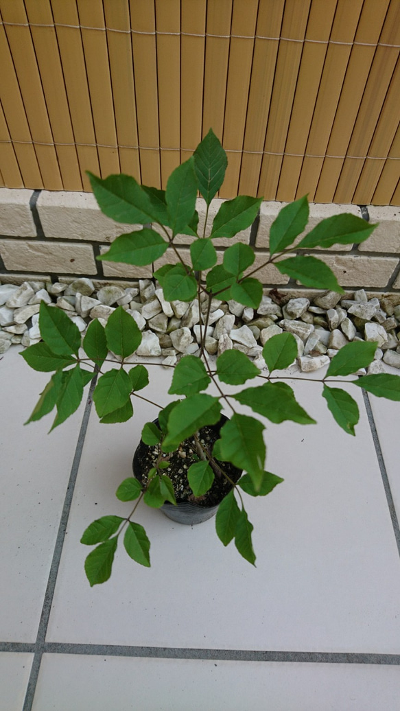 レアなアオダモ種子（100粒）日本で減少している雑木の珍しい種子です 9枚目の画像