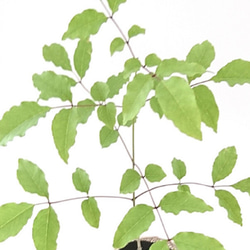 お得！アオダモセット　苗木(約12cm〜20㎝)＋種子（50粒） 5枚目の画像