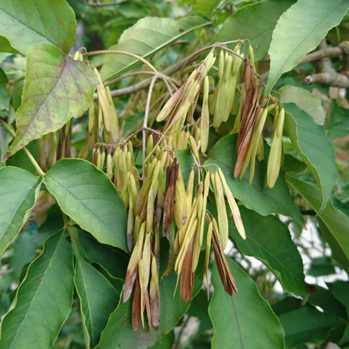 【いした】 アオダモ 種　1000粒以上 アオダモの種 1000粒以上 21年新物アオダモ種子（100粒）【少量販売】